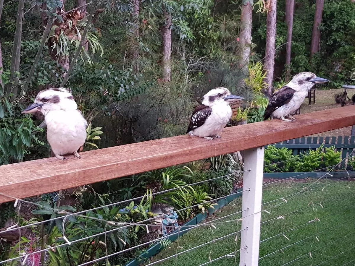 Bed & Breakfast Buderim Forest Hideaway Australia