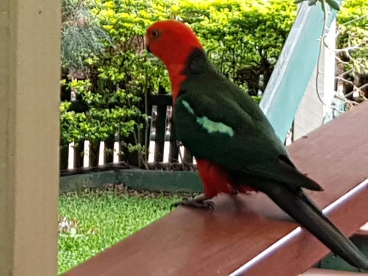 Bed & Breakfast Buderim Forest Hideaway